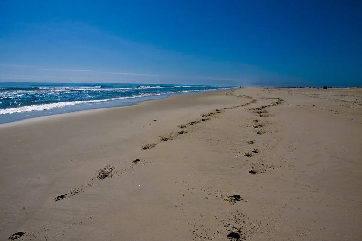 Assateague Island National Seashore: Assateague Island, MD-04