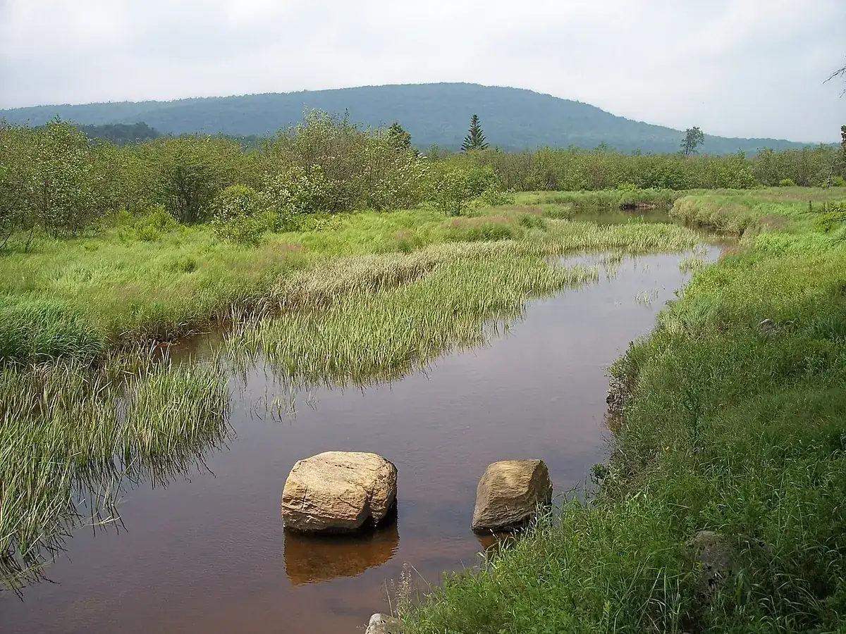 Canaan Valley Resort State Park: The Blackwater River in its upper course in Canaan Valley Resort State Park