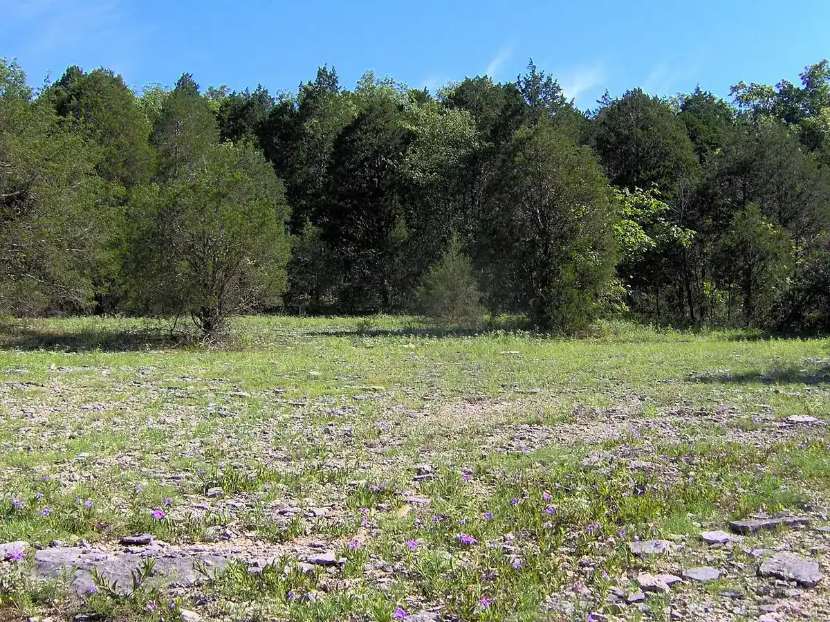 Photo of Cedars of Lebanon State Park